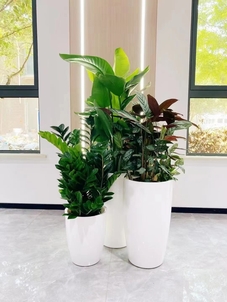 热寻杭州湾植物租摆？这里价格实惠超合你心意！